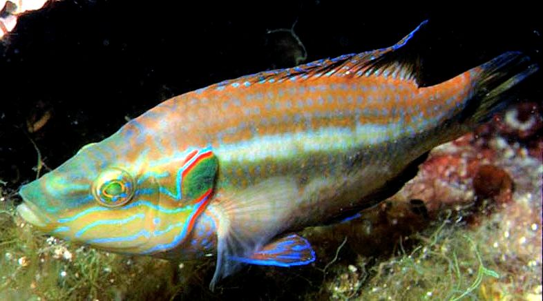 Symphodus ocellatus_0004